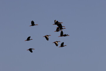 Black bellied Whistling Duck Venice Area Audubon Society Florida