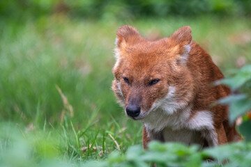 Dhole sitting/resting in the grass. In captivity at a zoo