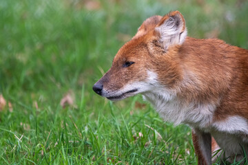 Dhole sitting/resting in the grass. In captivity at a zoo