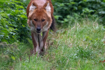 Close up portrait of a dhole on the prowl/walking. In captivity at a zoo