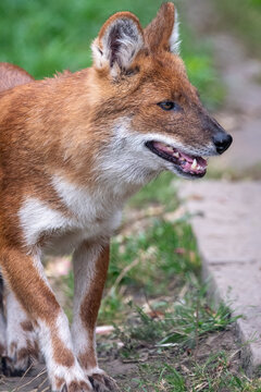Close up portrait of a dhole on the prowl/walking. In captivity at a zoo