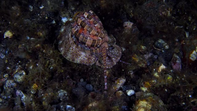 An amazing sea snail - Harpa harpa crawls on the sea bottom and looking for food. Underwater night life of Tulamben, Bali, Indonesia. 
