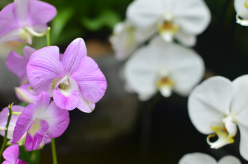 a Beautiful orchid flower on natural background.