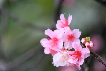 Fototapeta premium 桜開花