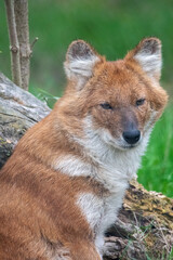 Dhole sitting/resting in the grass. In captivity at a zoo