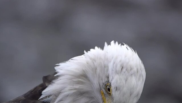 close up of a snowy owl