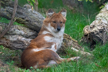 Dhole sitting near a log. In captivity at a zoo