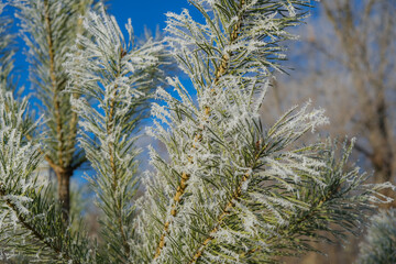 Morning frost on pine needles. Beautiful frosty morning.