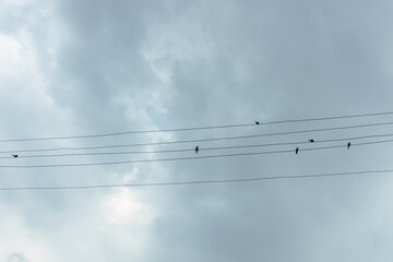 Musiknoten aus Telefondr&auml;hten und Schwalben