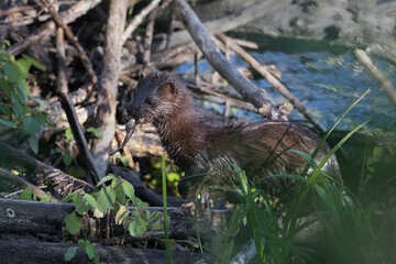 American mink standing on beaver lodge with catfish in its mouth