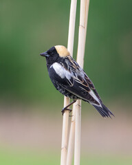 Extreme closeup of Bobolink songbird perching on reed stem
