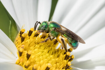 Macrophotography of green wild bee in white cosmos flower