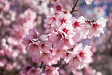 Fototapeta na wymiar Blooming pink almond branches in the garden on a sunny day, natural background, soft focus, blur.