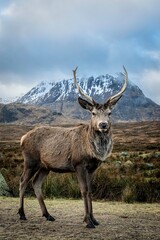 Stag in the mountains