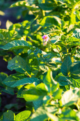 Young potato plant growing in the field, close up. Agriculture concept