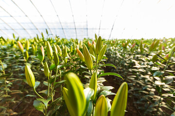 Lily flower in garden.  Lily is in the greenhouse