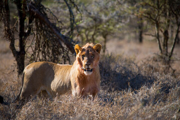 A young African male Lion looking for prey.