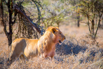 A young African male Lion looking for prey.