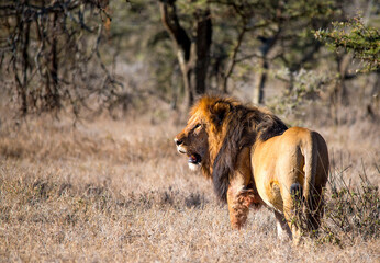 Male Lion hunting in Kenya East Africa 
