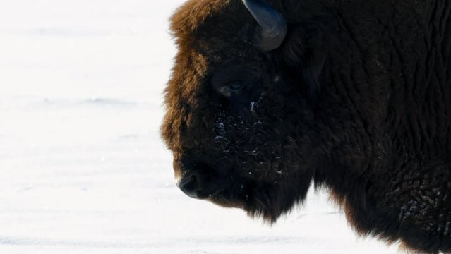 Portrait of European bison in the wintery forest, slow motion, Belarus