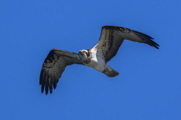 Osprey flying against clear sky