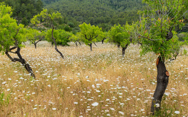 Meadow with dried out grasses..Meadow with dried out grasses and trees in Mallorca