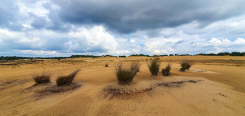 Fototapeta na wymiar Panorama with bushes in a heath and desert landscape in Netherlands