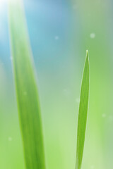 Fototapeta na wymiar Bright vibrant green grass close-up