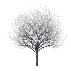 Bare cherry tree isolated transparent background 3d rendering
