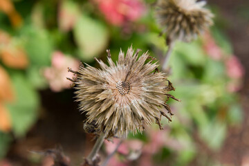 The Echinacea after blooming in autumn in a garden