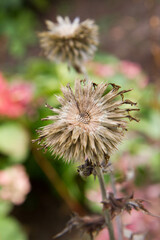 The Echinacea after blooming in autumn in a garden