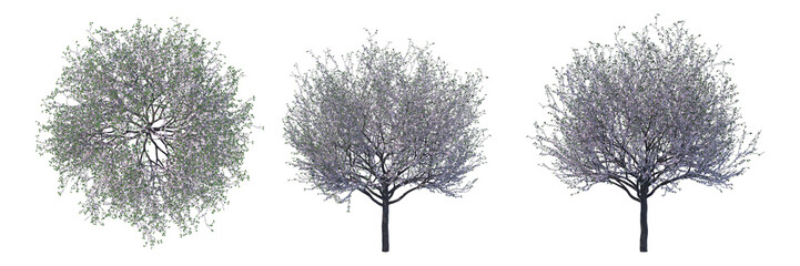 Blossoming cherry tree isolated transparent background 3d rendering
