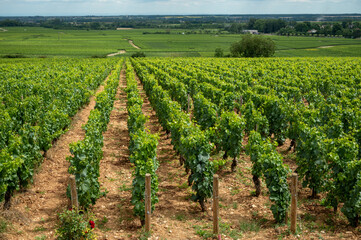 Fototapeta na wymiar Green vineyards with growing grapes, production of high quality famous French white wine in Puligny-Montrachet village, Burgundy, France