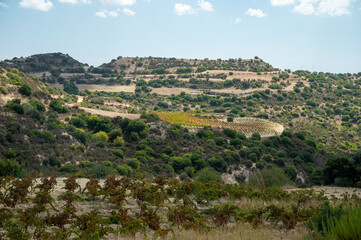 Fototapeta na wymiar Landscape of Cyprus island, forest, mountains, vineyards