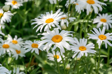 Fototapeta premium Beautiful White Shasta Daisies Growing In The Garden In Summer