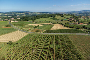 Wine making region Beaujolais Pierre dorees wioth yellow houses and hilly vineyards, aerial view, France