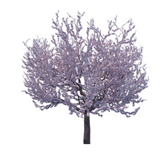 Obraz premium Blossoming cherry tree isolated transparent background 3d rendering 