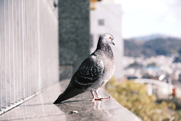 2023/1　京都駅の鳩