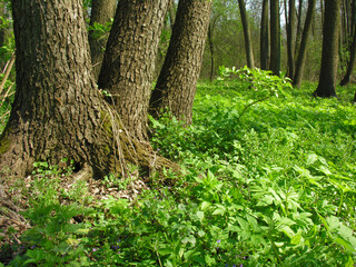Springtime in the wild forest, sunny morning  
