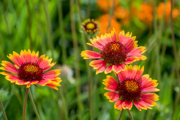 Blanket Flowers Growing In The Native Plant Garden