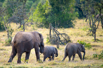 A heard of African Elephants with young calves  