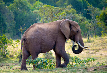 Obraz premium African Elephant Kenya East Africa