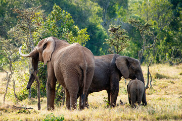 African Elephants feeding Kenya East Africa