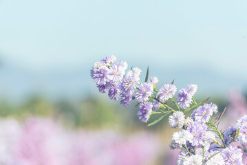 Obraz premium Purple Pastel flower floral soft nature blossom blurred background. Vintage retro romance plum botanical bloom spring season. Blurry Cherry blossom petals plant in beautiful garden. Backdrop template