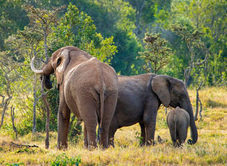 Naklejka na ściany i meble African Elephants feeding Kenya East Africa