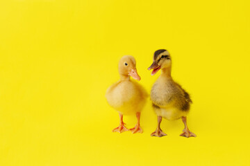 two small yellow and variegated duckling stand on yellow background, selective focus
