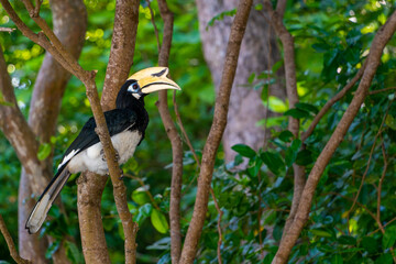 Portrait of a hornbill bird on the branches in the rainforest in asia.