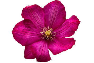 clematis flower isolated