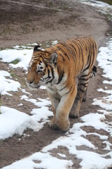 Sibirischer Tiger im Schnee