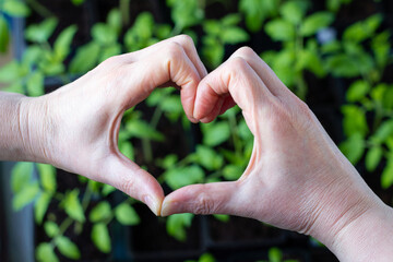 Women's hands are folded in the form of a heart over seedlings with tomatoes. Grown with love. Close-up.